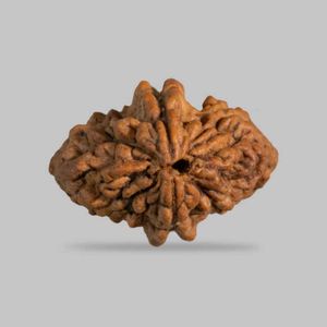 Rare 2 Mukhi Rudraksha From Sri Lanka 🇱🇰