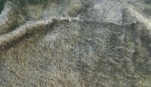 Woolen Soft Top