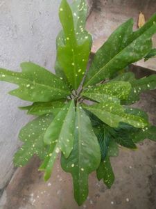 Freash Nd Healthy Croton Doted Plant With Room