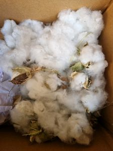 Cotton Original (Rui)