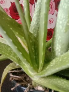 Alovera Plant