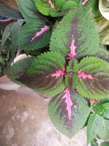 Combo Of 2 Tringle Heart Or Colious Cutting