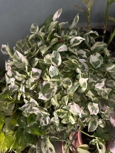 Different Plant Types