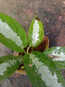 Aglaonema Silver Bay Plant
