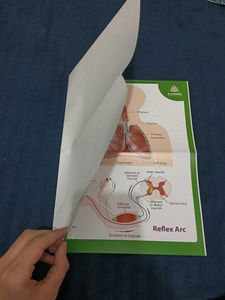 Coloured And Lebelled Charts (2)  Of Class 10Th
