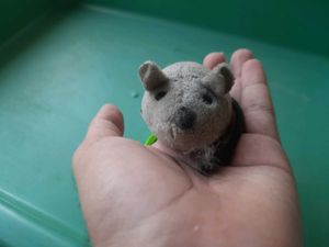 Cats OR Puppies Litter Combo With FREEBIES