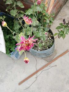4 Flowers Plant