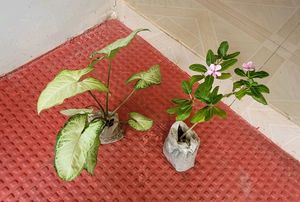 Pack 2 Arrowhead &amp; Pink Sadafuli Plant&#39;s