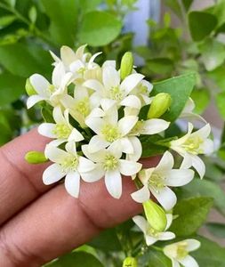 Madhu Kamini Plant in indoor or outdoor both