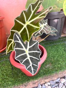 Alocasia amazonica same plant
