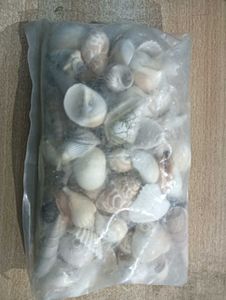 Seashell Collection - Beach Decor