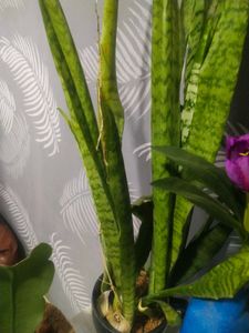 Long Leaf Snake Airpurifying Plant