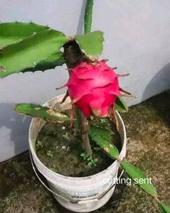 Red Drigon Plant Cutting Only Single Piece
