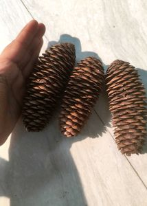 Pine Cones For Decorations