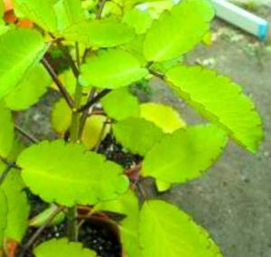 Combo Of 7 Air Purifier Plants