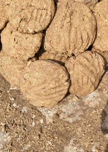 Cow Dung