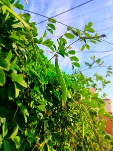 Butterfly / Aprajita Seeds