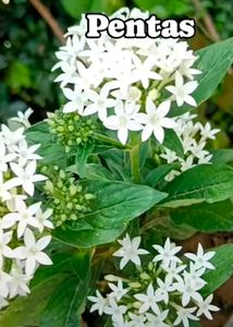 Pentas All Seasion Flowering Plant