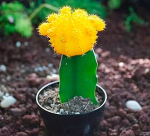 Combo Of 2 Color Grafted Moon Cactus