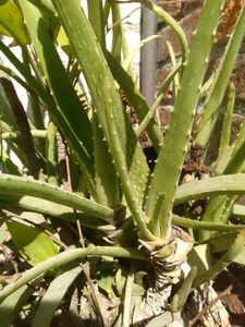 Aloe Vera Plant