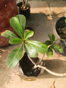 Adenium Plant