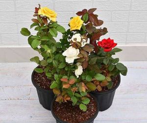 White Rose Bush in Pot