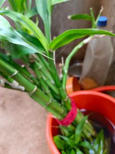 Bamboo Plant Bigger In Sizewell Rooted