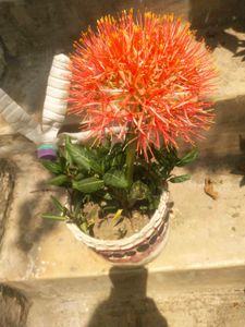 Foot Ball Lilly Flower Plant With Root