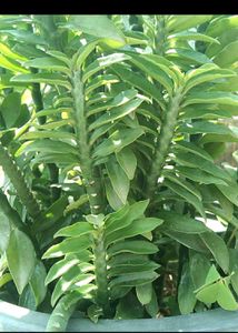 Combo plants for @sshopee
