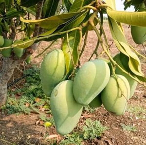 Kesar Mango Plant