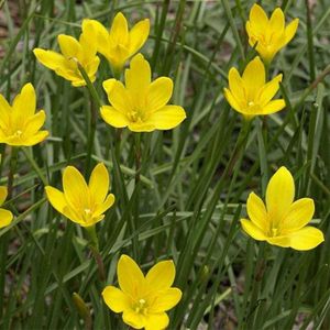 Vibrant Yellow Rain Lily Plant