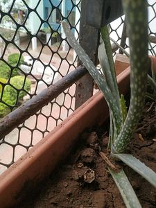 Alovera For Beginners Best Plant