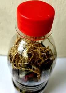 Roots and Herbs in Bottle