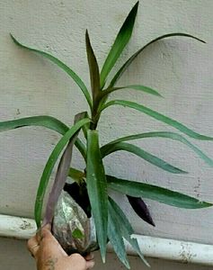 Moses in the Cradle Plant 🌵