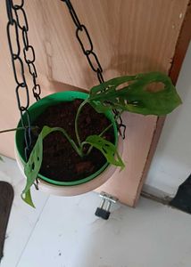 Broken heart plant