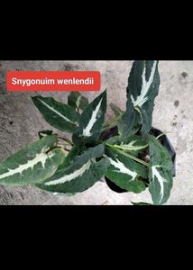 Mix Plants Combo Offer