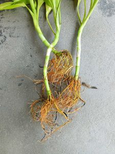 Three Lucky Bamboo Shoots
