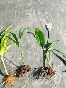 Alovera Areca Palm Lucky Bamboo Peace Lily