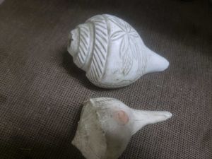 2 Conches Great Sound 🐚