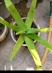 Two Aloevera plant
