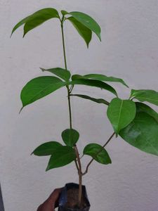 Garlic Vine plant Pack Of 3