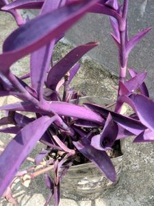 Tradescantia Pallida &#39;Purple Heart&#39; Plant