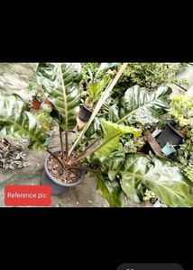 Anthurium Big Leaf Type With Blackish Stem