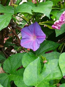 Morning Glory Sapling
