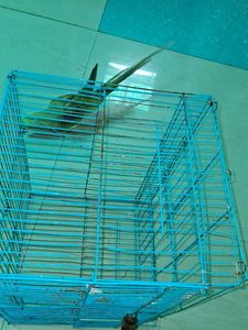 Blue Bird Cage