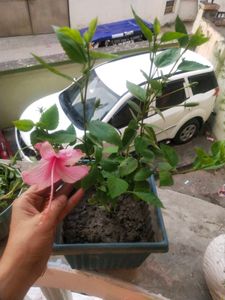 Healthy Light Pink Hibiscus Plant With Root