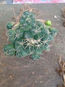 Mammaliya Cactus