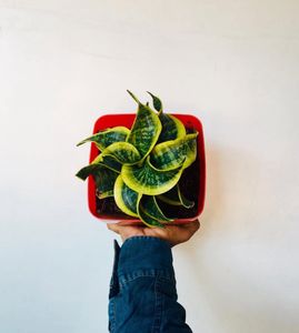Twisted Rare Snake plant