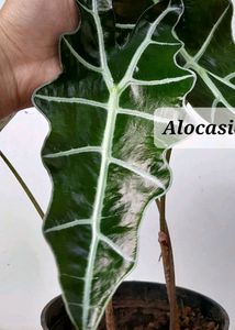 Variety Plants
