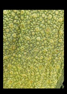 Green Anarkali Chikankari Work